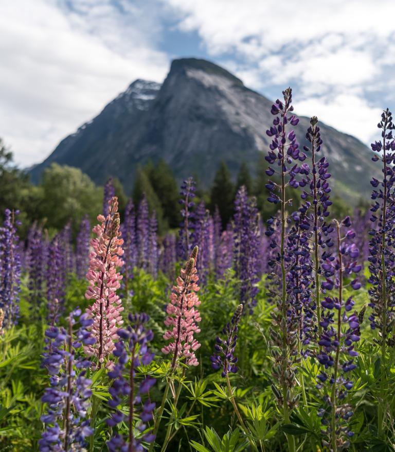 Bella Coola mountains