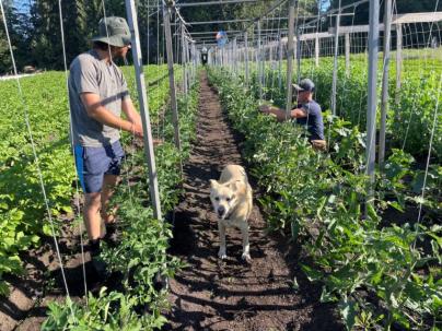 farmer and a dog in the fields among crops