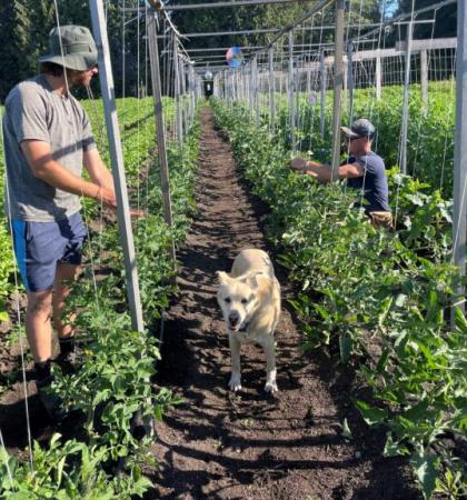 farmer and a dog in the fields among crops